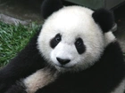 Panda, Spojrzenie, Trawa