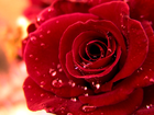 Róża, Kwiat, Krople, Rosy