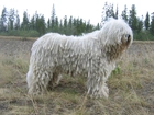 biały, Komondor