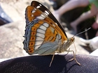 Motyl, Pokłonnik Osinowiec