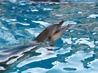 Delfin, Basen