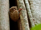 Najmniejsza, Małpka, Świata, Tarsier