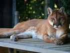 Puma, Zoo, Podest