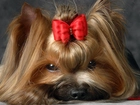 Yorkshire Terrier, Kokardka