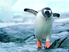 Pingwin, Woda, Lód