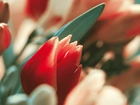 Czerwone, Tulipany, Liść
