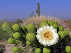 Biały, Kwiat, Kaktusa