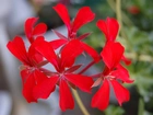 Verbena hybrida