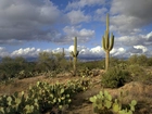 Pustynia, Kaktusy, Opuncje, Karnegia olbrzymia, Saguaro, Chmury, Park Narodowy Saguaro, Stan Arizona, Stany Zjednoczone