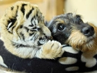 Pies, Mały, Tygrys, Przyjaciele
