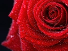 Róża, Czerwona, Kropelki, Rosy