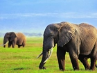 Słonie, Trawa, Ciosy