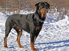 Śnieg, Obroża, Rottweiler