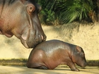 Mama, Hipopotam, Małe, Pierwszy, Krok