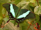 Zielony, Motyl