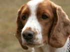 głowa, Springer spaniel walijski