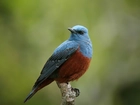 Niebiesko-Rudy, Ptak, Modrak, Gałązka