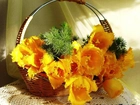 Koszyk, Żółte, Tulipany