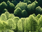 Drzewa, Zielone, Korony, Wiosna