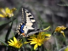 Motyl, Paź królowej, Żółte, Kwiaty