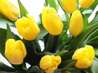 Bukiet, Żółte, Tulipany