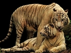 Para, Tygrysów