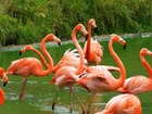 Flamingi Karmazynowe
