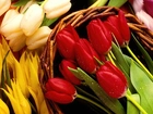 Wiklinowy, Kosz, Kolorowe, Tulipany