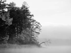 Jezioro, Las, Mgła, Drzewa