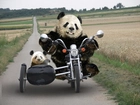 Pandy, Na, Motocyklu