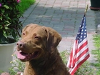 Chesapeake Bay retriever, flaga USA