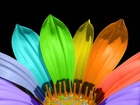 Kolorowe, Płatki, Kwiatka