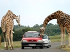Żyrafy, Samochody, Safari