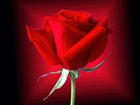 Czerwień, Róża