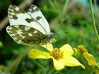 Motyl, Bielinek Rukiewnik, Żółty, Kwiatek