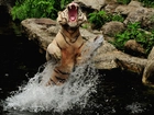 Tygrys Bengalski, Paszcza, Skały, Woda