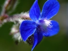 Kwiat, Niebieskie, Płatki