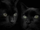 Czarne, Koty, Oczy