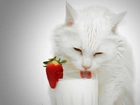 Biały, Kot, Szklanka, Mleko