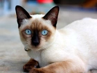 Piękny, Kot, Syjamski, Niebieskie, Oczy