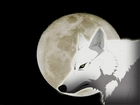 wilk, księżyc, Wolfs Rain
