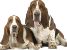 Dwa, Pieski, Basset Hound, Długie, Uszy