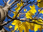 Drzewo, Klon, Żółte, Liście