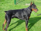 Doberman, Trawa, Obroża, Smycz