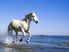 Biały, Koń, Kłus, Morze