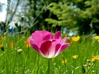 Różowy, Tulipan, Łąka