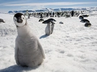 Pingwiny, Śnieg, Lodowiec