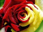 Piękna, Czerwono, Żółta, Róża