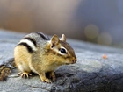 Skała, Mały, Chipmunk