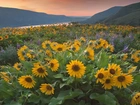 Rezerwat przyrody, Columbia River Gorge, Góry Kaskadowe, Rzeka, Columbia River, Żółte, Kwiaty, Balsamorhiza, Łubin, Zachód słońca, Łąka, Stan Waszyngton, Stany Zjednoczone